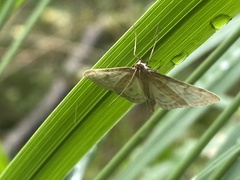 Anania fuscalis