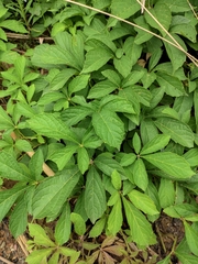 Parthenocissus laetevirens