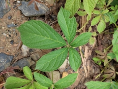 Parthenocissus laetevirens