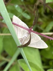 Anania fuscalis
