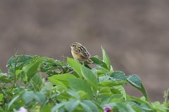Cisticola ayresii