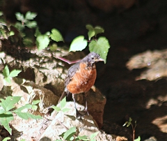 Turdus migratorius