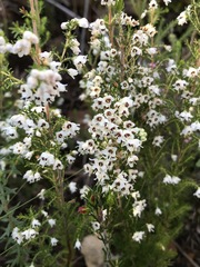 Erica floccifera