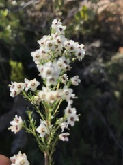 Erica floccifera