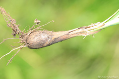 Cyperus uitenhagensis