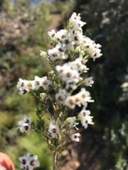 Erica floccifera