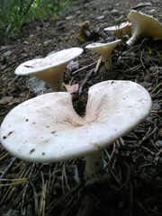 Fungi