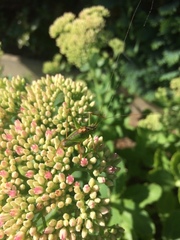 Leptophyes punctatissima