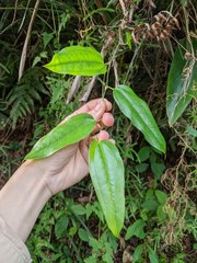 Smilax lanceifolia