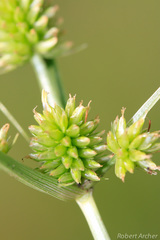 Cyperus uitenhagensis