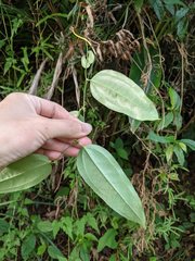 Smilax lanceifolia