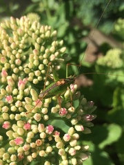 Leptophyes punctatissima