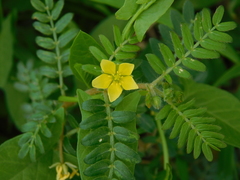 Tribulus terrestris