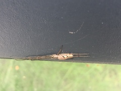 Araneae