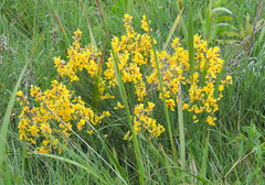 Aspalathus chortophila