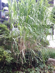 Miscanthus × longiberbis