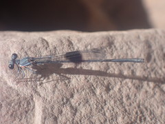 Nososticta kalumburu