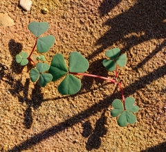 Oxalis psammophila
