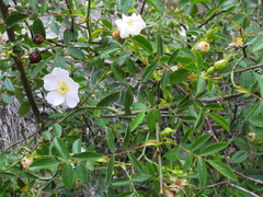 Rosa agrestis