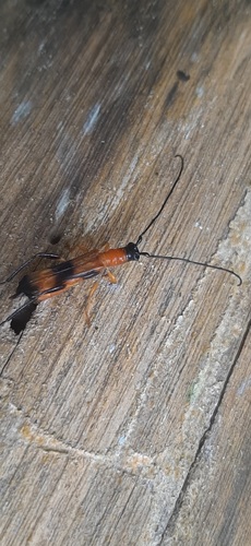 Sthelenus ichneumoneus