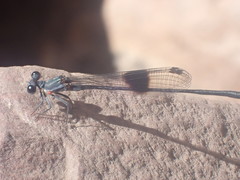 Nososticta kalumburu