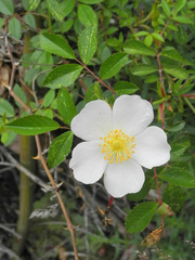 Rosa agrestis