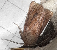 Denticucullus pygmina