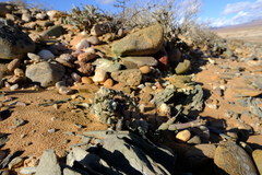 Pelargonium crassicaule