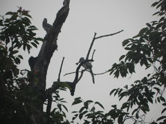 Ocyceros birostris
