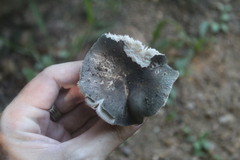 Fungi