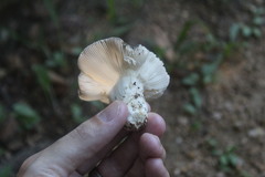 Fungi