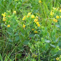 Rafnia elliptica