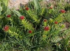 Rhodiola algida