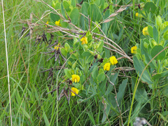 Rafnia elliptica
