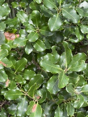 Euclea natalensis obovata