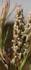 Spatalla racemosa