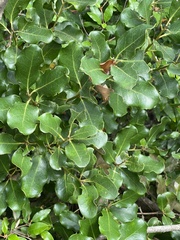 Euclea natalensis obovata