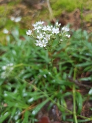 Gypsophila fastigiata
