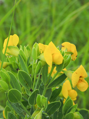 Rafnia elliptica