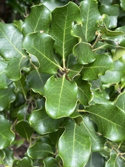 Euclea natalensis obovata