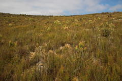 Spatalla racemosa