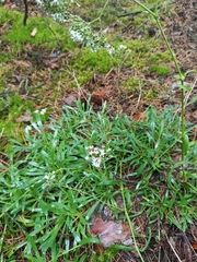 Gypsophila fastigiata