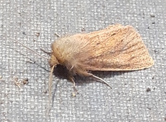 Denticucullus pygmina