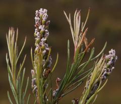 Spatalla racemosa