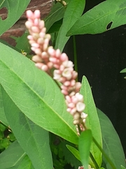 Persicaria maculosa
