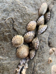 Bembicium vittatum