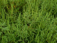 Ambrosia artemisiifolia