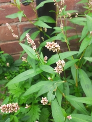 Persicaria maculosa