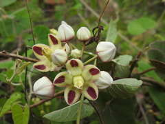 Cynanchum annularium
