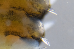 Proceraea